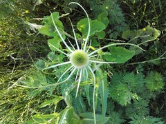 Dipsacus fullonum