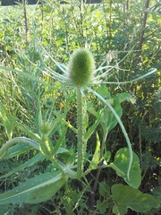 Dipsacus fullonum