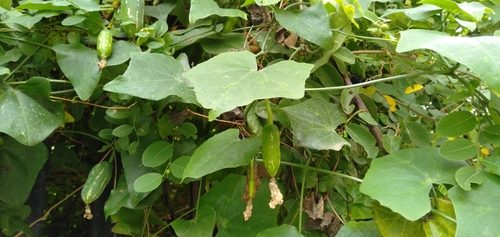 Ivy gourd