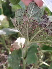 Pseudoperonospora cubensis