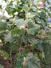 Pseudoperonospora cubensis