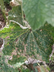 Pseudoperonospora cubensis