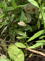 Camptogramma bilineata