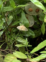 Camptogramma bilineata