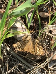Junonia chorimene