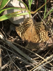Junonia chorimene