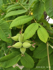 Juglans mandshurica