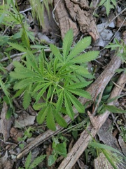 Cannabis sativa sativa