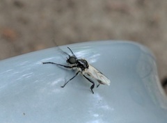 Bibio albipennis