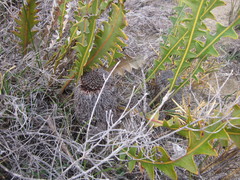 Banksia gardneri