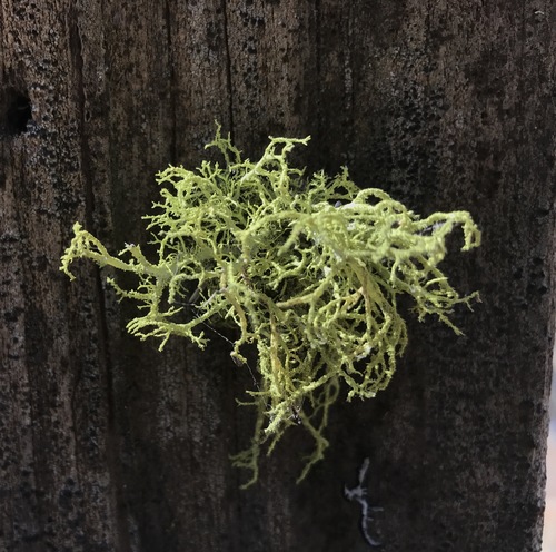 iNaturalist observation photo of wolf lichen