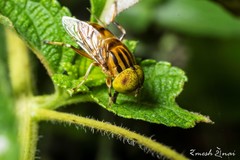Eristalinus megacephalus