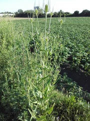 Dipsacus fullonum