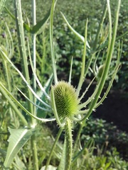 Dipsacus fullonum