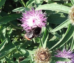 Bombus lapidarius