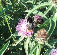 Bombus lapidarius