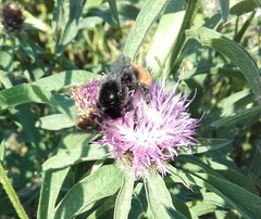 Bombus lapidarius