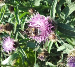 Bombus