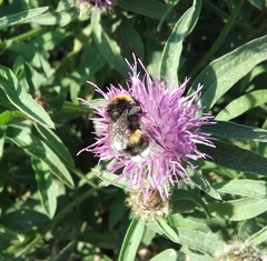 Bombus