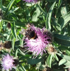 Bombus