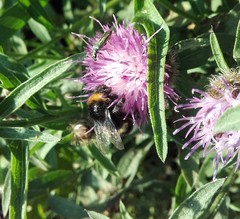 Bombus