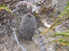 Banksia gardneri