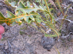 Banksia gardneri