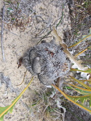 Banksia gardneri