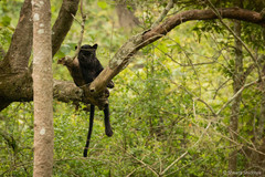 Panthera pardus fusca