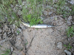 Lepisosteus platostomus