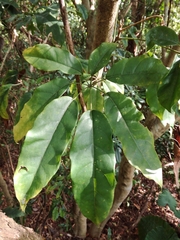 Heptapleurum heptaphyllum