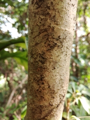 Heptapleurum heptaphyllum