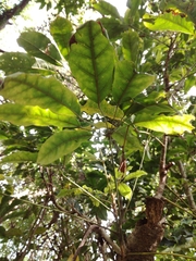 Heptapleurum heptaphyllum