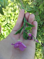 Epilobium hirsutum