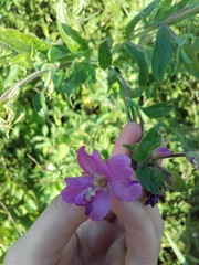 Epilobium hirsutum