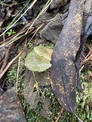 Entoloma rodwayi