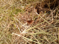 Panyapedaliodes drymaea