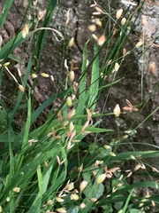 Melica uniflora