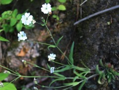 Silene linnaeana