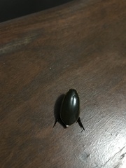 Cybister tripunctatus