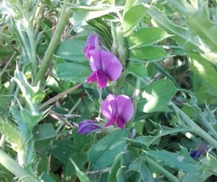 Vicia sativa