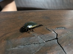 Cybister tripunctatus