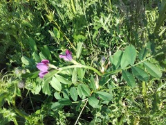 Vicia sativa
