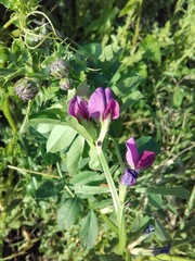 Vicia sativa