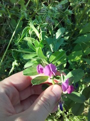 Vicia sativa
