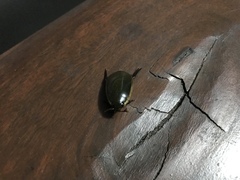 Cybister tripunctatus