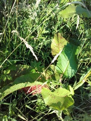 Rumex obtusifolius