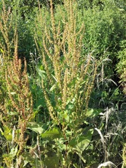 Rumex obtusifolius