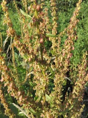 Rumex obtusifolius