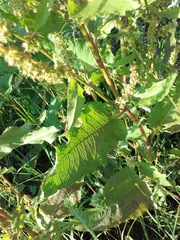 Rumex obtusifolius
